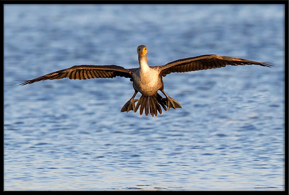 Cormorant