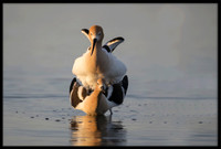 Avocets mating
