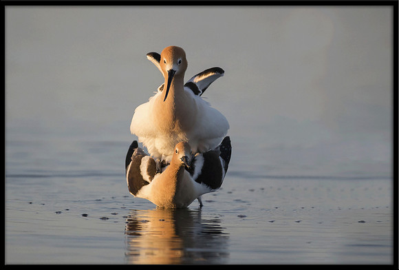 Avocets mating