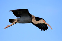 White Ibis (juvenile)
