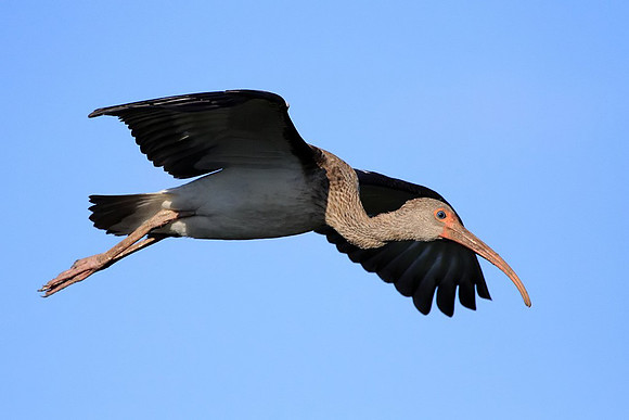 White Ibis (juvenile)