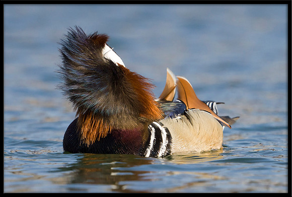 Mandarin Duck