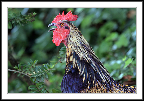 Rooster