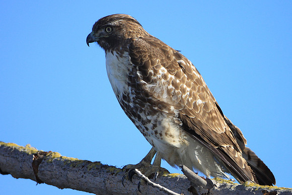 Red-tailed Hawk