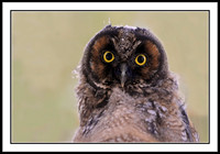 Long-eared Owl juvenile