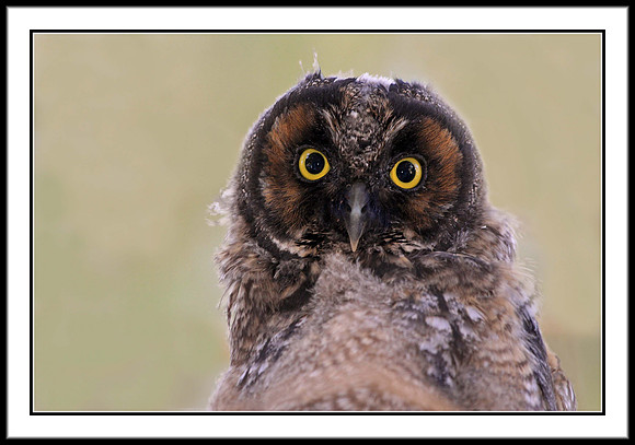 Long-eared Owl juvenile