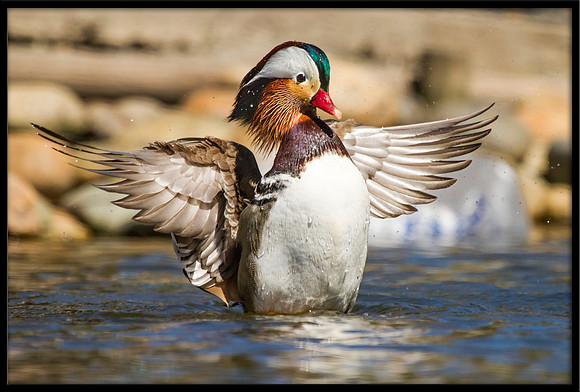 Mandarin Duck