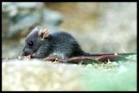 Mouse (?)