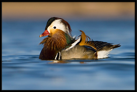 Mandarin Duck