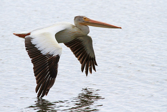 White Pelican
