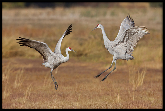 Sandhill Cranes dancing ritual