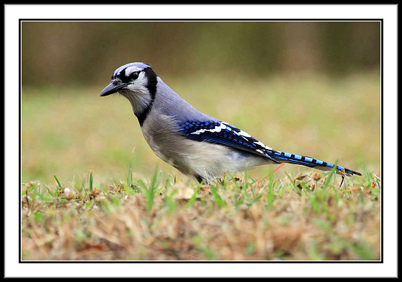 Blue Jay