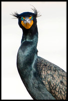 Double-crested Cormorant