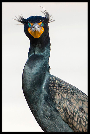 Double-crested Cormorant