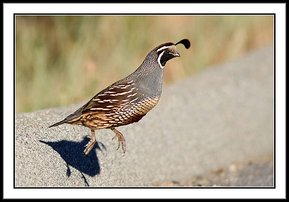 California Quail