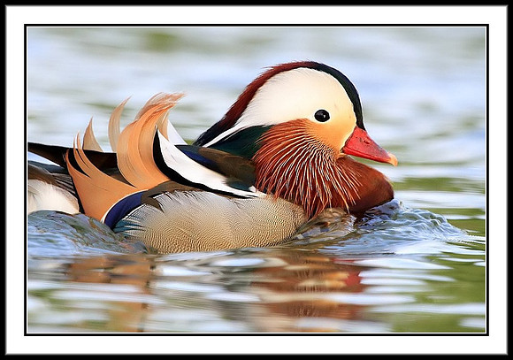 Mandarin Duck