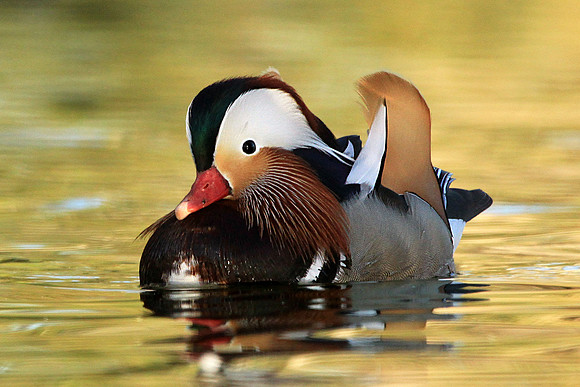 Mandarin Duck