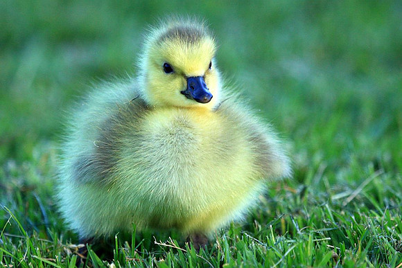 Gosling