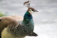 Peahen