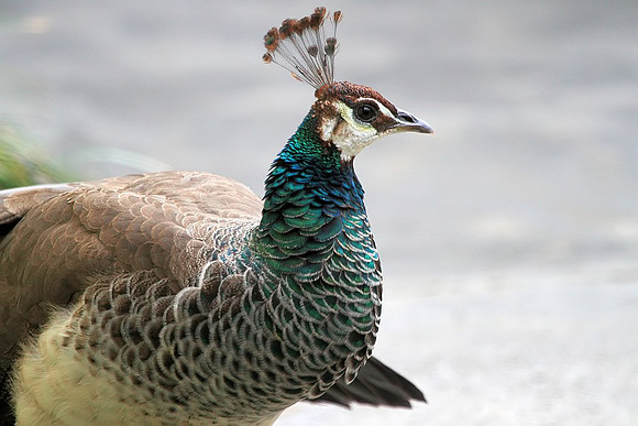 Peahen