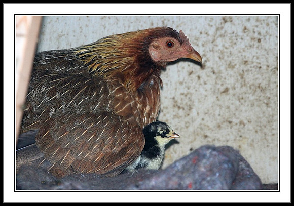 Mrs. Hen and chick