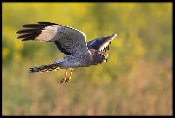 Northern Harrier