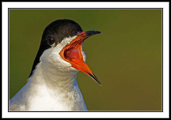 Forster's Tern