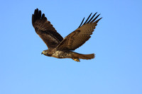 Red-tailed Hawk