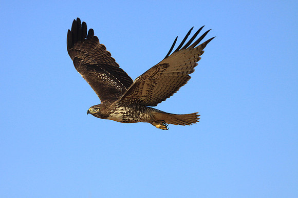 Red-tailed Hawk