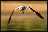 American Avocet