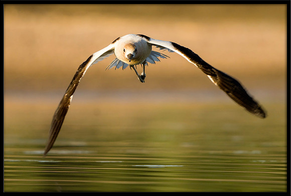 American Avocet