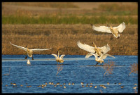 Tundra Swans