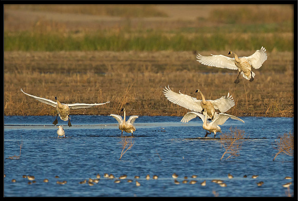 Tundra Swans