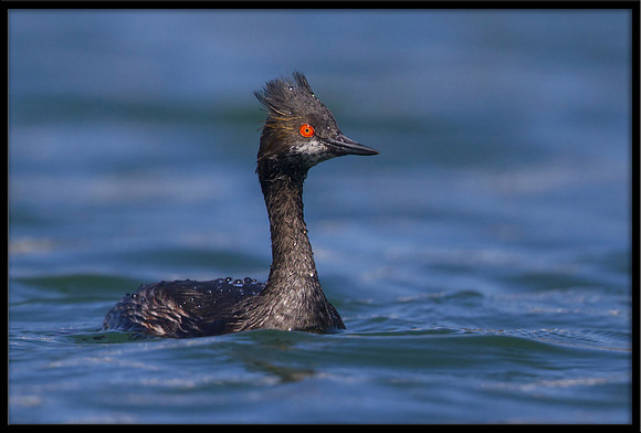 Eared Grebe