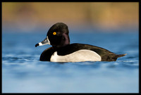 Ring-necked Duck