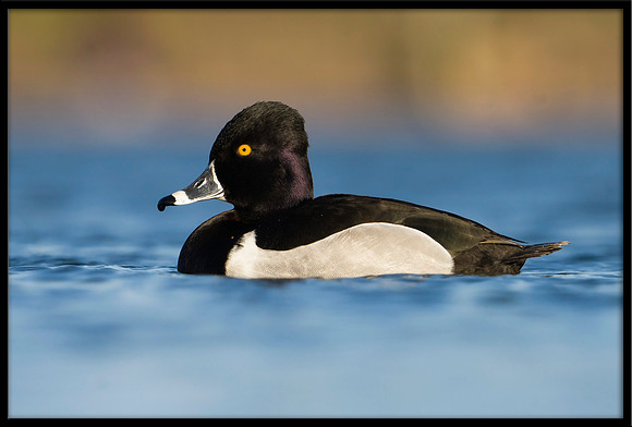 Ring-necked Duck