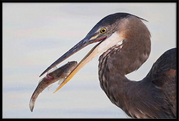 Great Blue Heron
