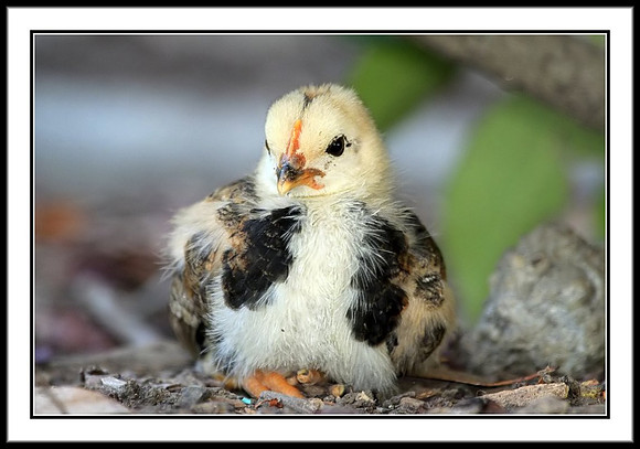 Chick
