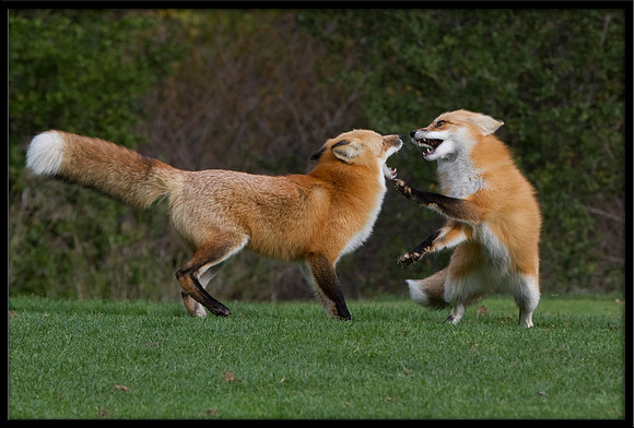Red Foxes Fighting