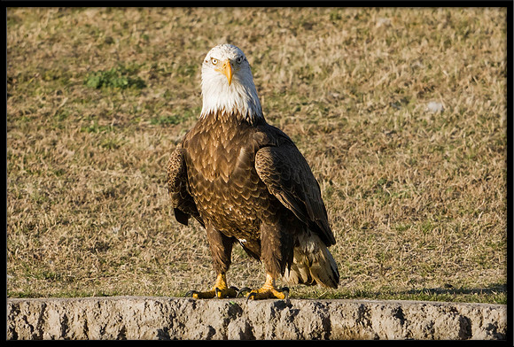 Bald Eagle