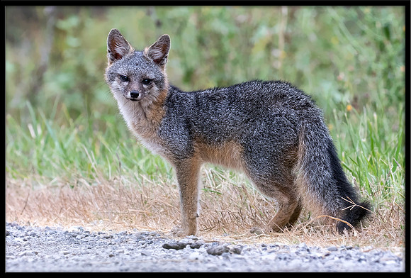 Grey Fox