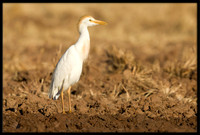 Western Cattle Egret