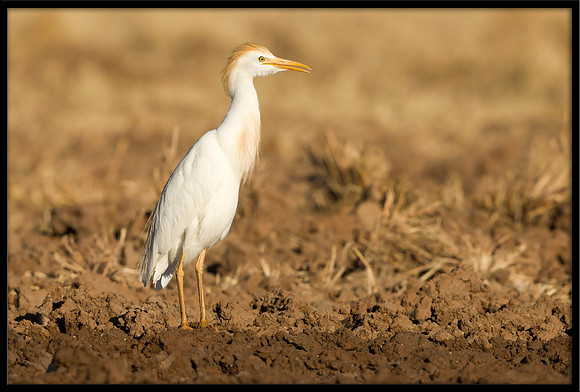 Western Cattle Egret