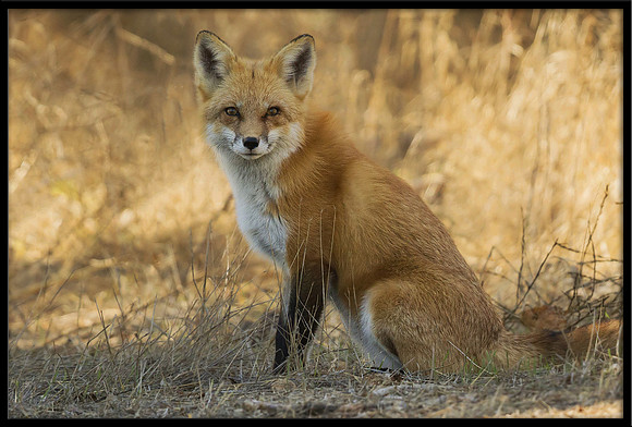 Red Fox
