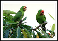 Wild Parrots in Temple City, CA