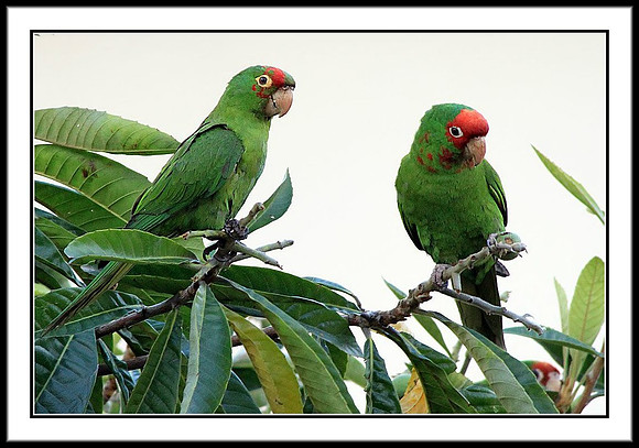 Wild Parrots in Temple City, CA