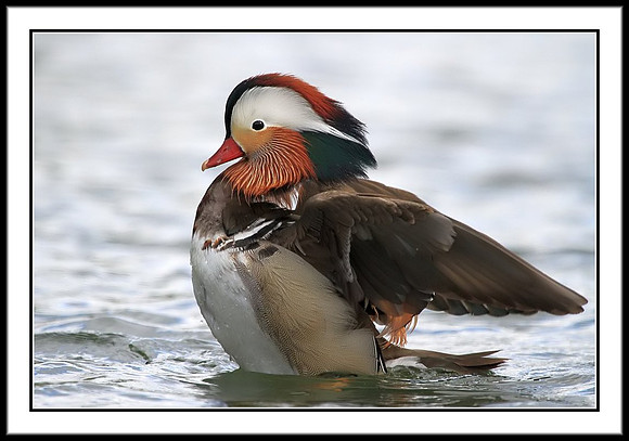 Mandarin Duck