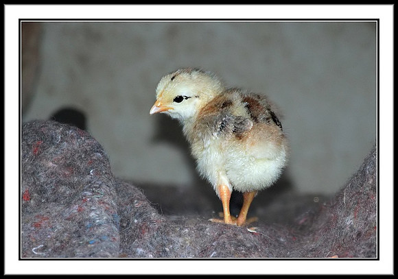 Chick (about 4 days old)