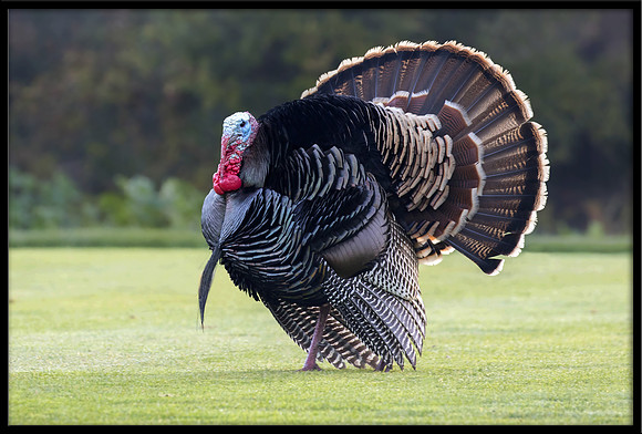 Turkey