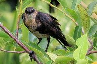 Boat-tailed Grackle (immature)